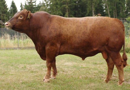 Red Angus Lancaster PP