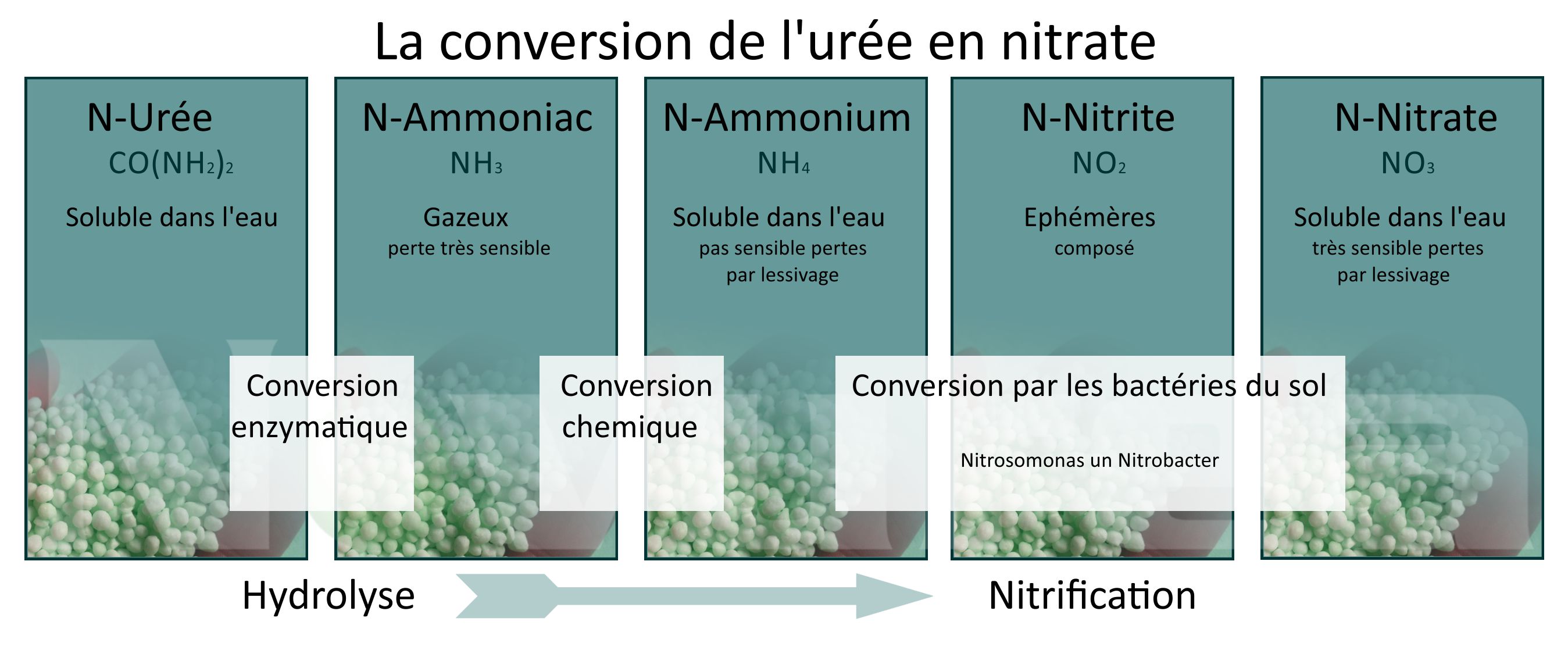 la conversion de l'urée en nitrate