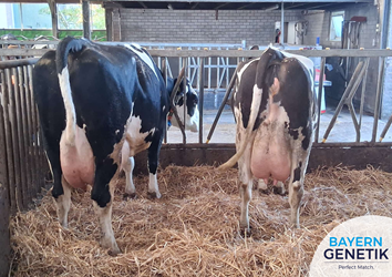 De kracht van Fleckvieh in de praktijk