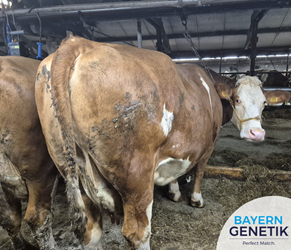 "Die heeft de kost wel opgebracht"