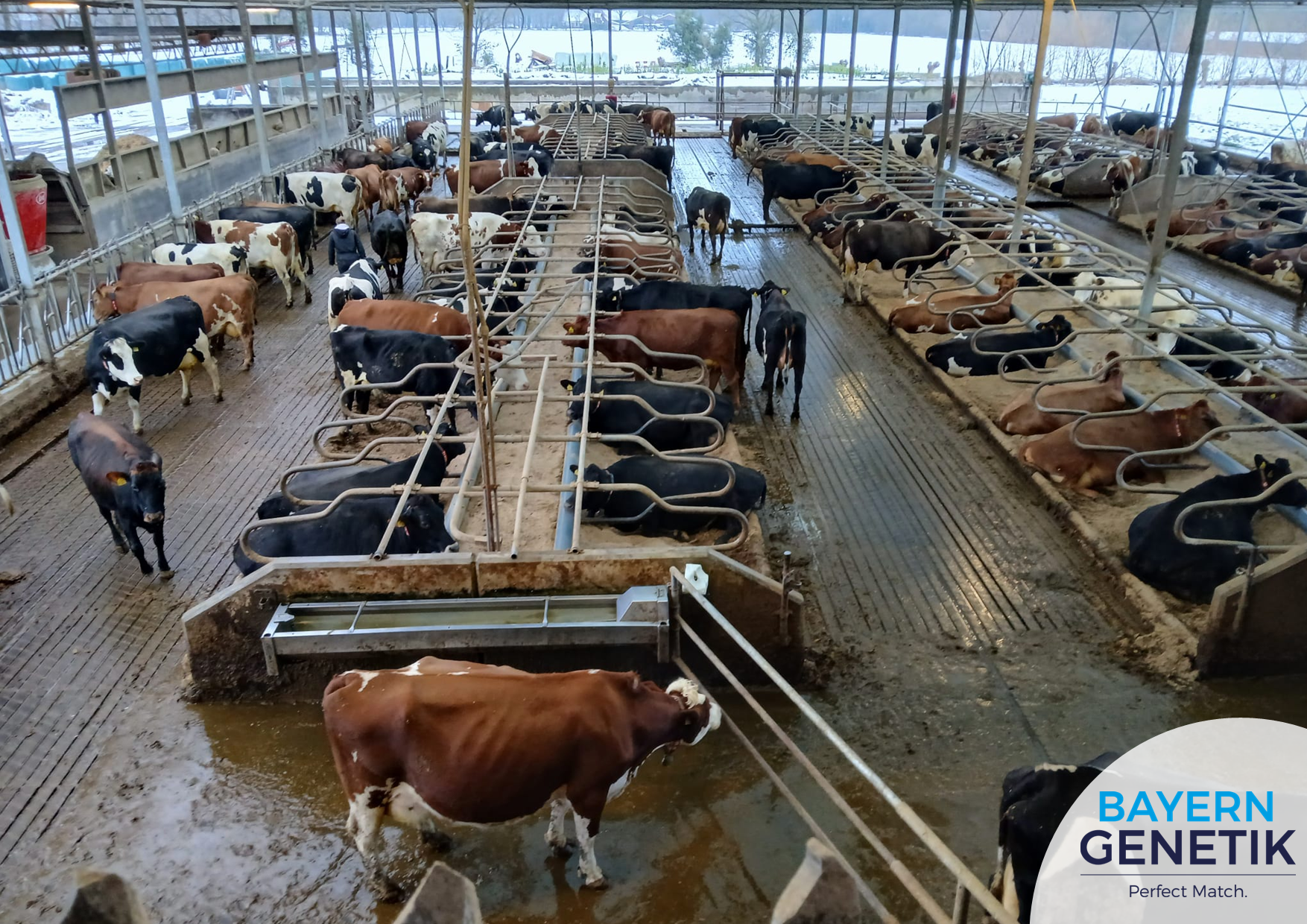 Volledig open serre stal en winterweer