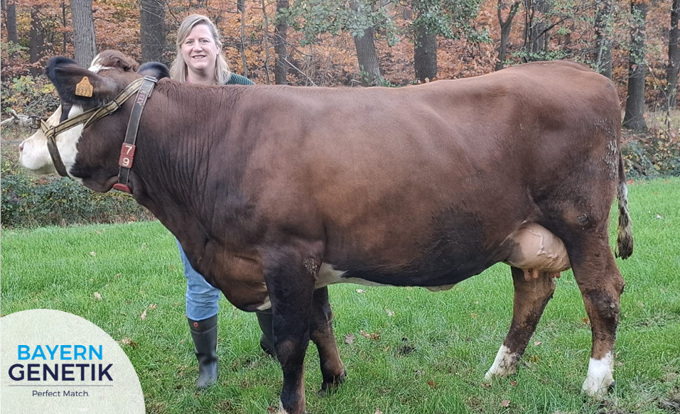 "We hebben voor Fleckvieh gekozen om de betere vruchtbaarheid"