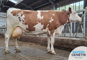 "We hebben voor Fleckvieh gekozen om de betere vruchtbaarheid."