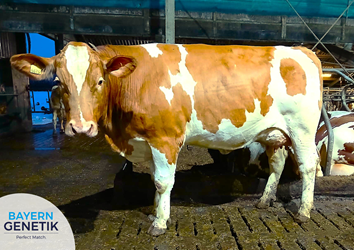 Cato 293, een echte krachtpatser