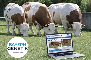 Team bayern Genetik werkt aan een nieuwe topselectie stieren