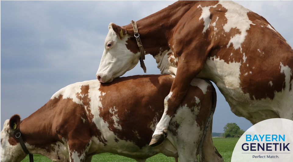 Drachtcontrole, ervaringen uit de praktijk