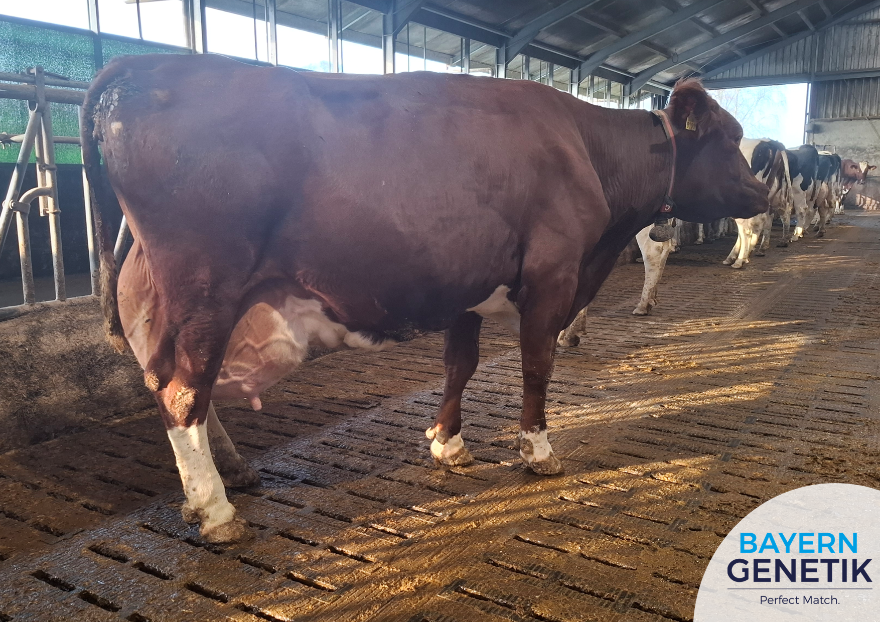 Topprestatie: Liza 28