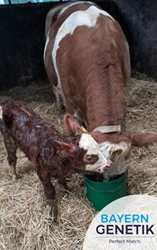 Fleckvieh is fitness