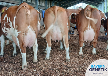 Vraag naar rundvlees stijgt, Fleckvieh profiteert.