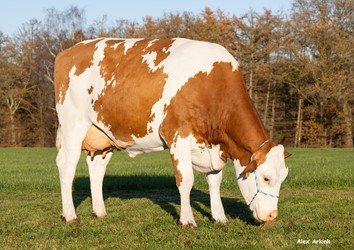 Wat een prestatie - Fleckvieh op het allerhoogste niveau!