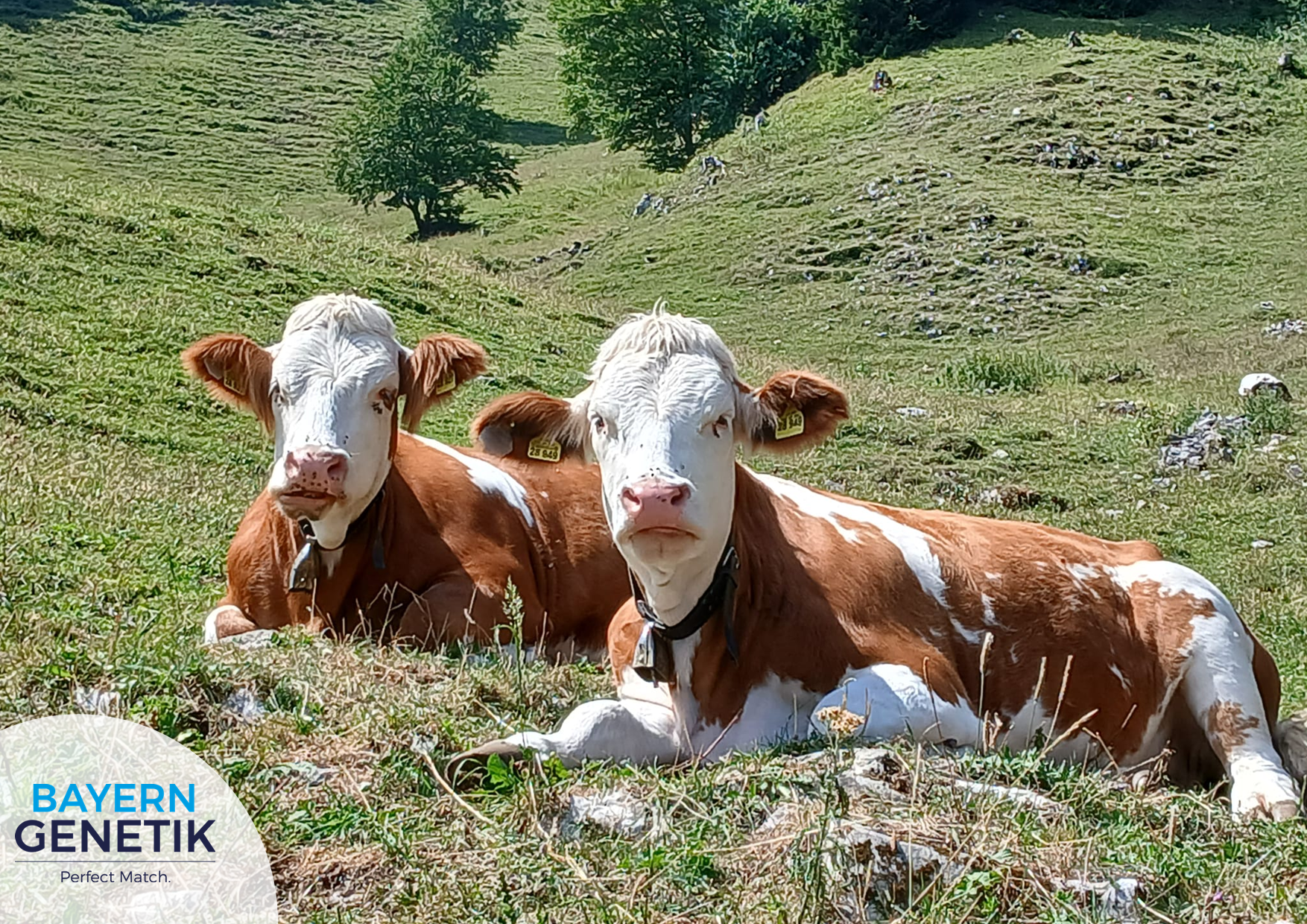 Twee vriendinnen op de Alpenwei