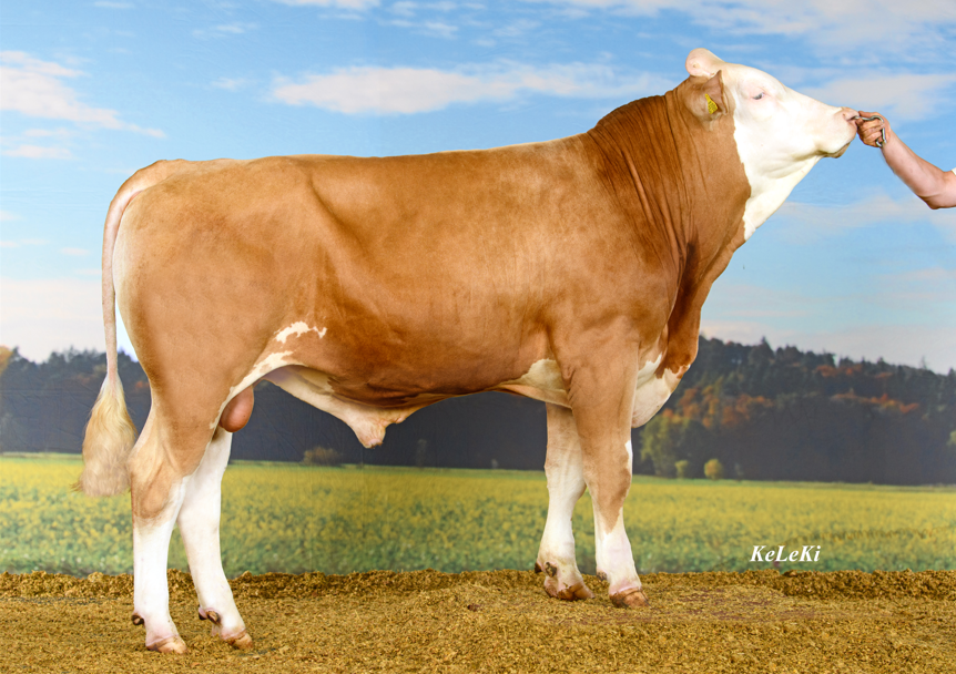 HIGHLAND, de complete fokstier