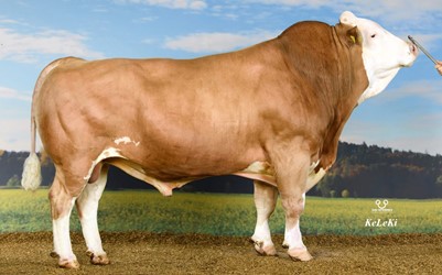 HIGHLAND, de complete fokstier