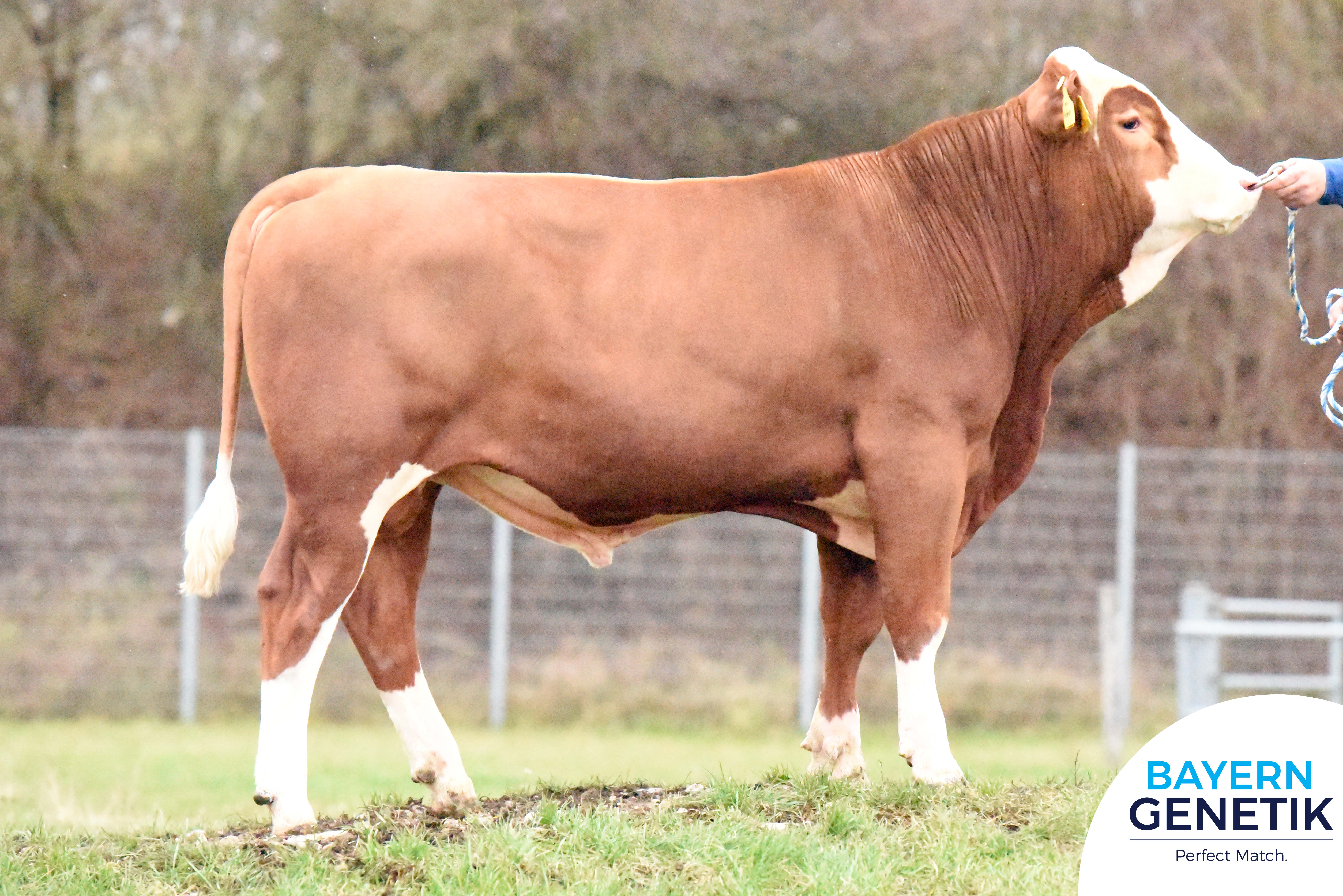 BFG Hoimer PP, de Triple A 156 sensatie