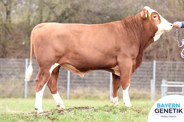 BFG Hoimer PP, de Triple A 156 sensatie