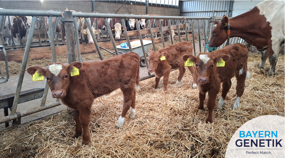 Drieling op boerderij Hulsman, drie vaarskalfjes in één keer!