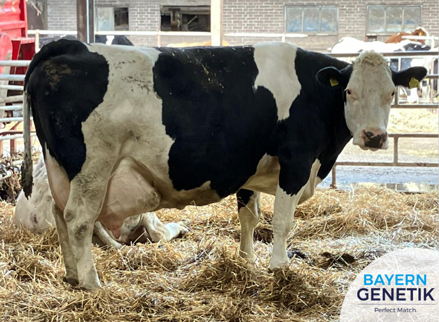 Marjan 37, de baas in de stal