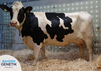 "Ongekend makkelijke dieren"