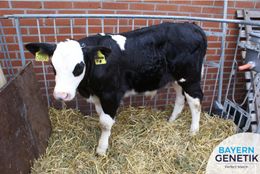 Betere gezondheid bij kruisingskalveren