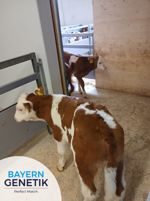 Kalverveiling Miesbach door het dak