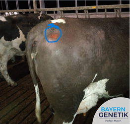 Fleckvieh laat tocht duidelijk zien