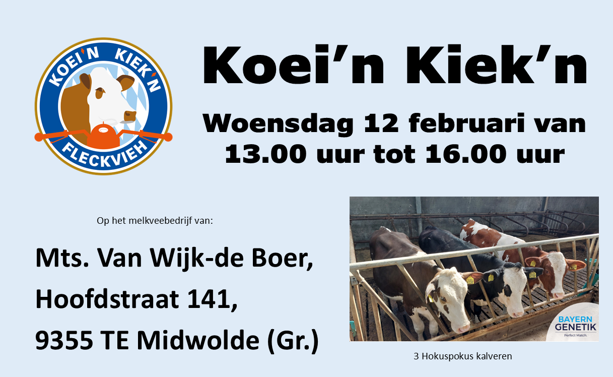 12 Februari Koei’n Kiek’n bij Mts. Van Wijk-de Boer in Midwolde (Gr.)