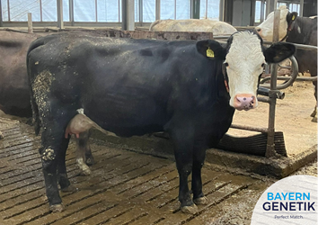 'Erg blij met deze vaars"