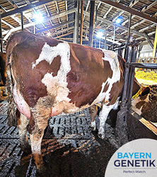 Sterk. Effieciënt. Melkpower