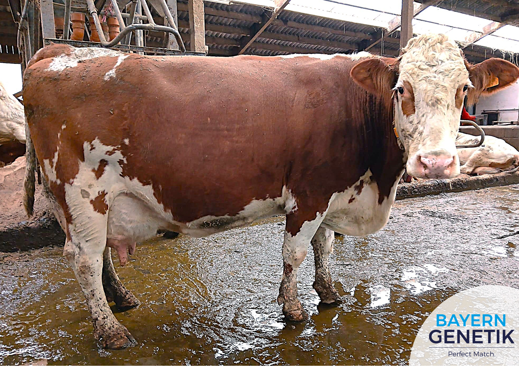 Biologisch succes in de Hoge Eifel