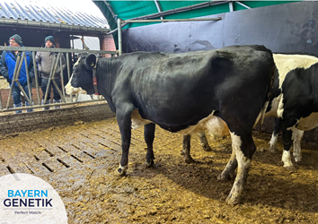 Gezellige en leerzame fokstudieclub bijeenkomst