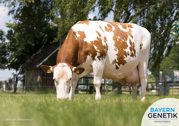 De koe met een probleemloze levensproductie