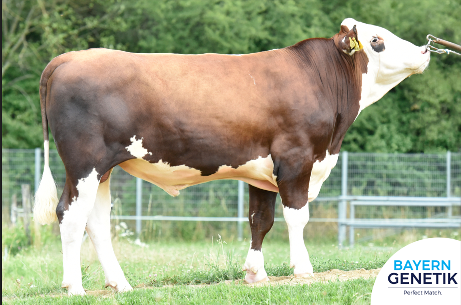 Langere levensduur zuiver Fleckvieh