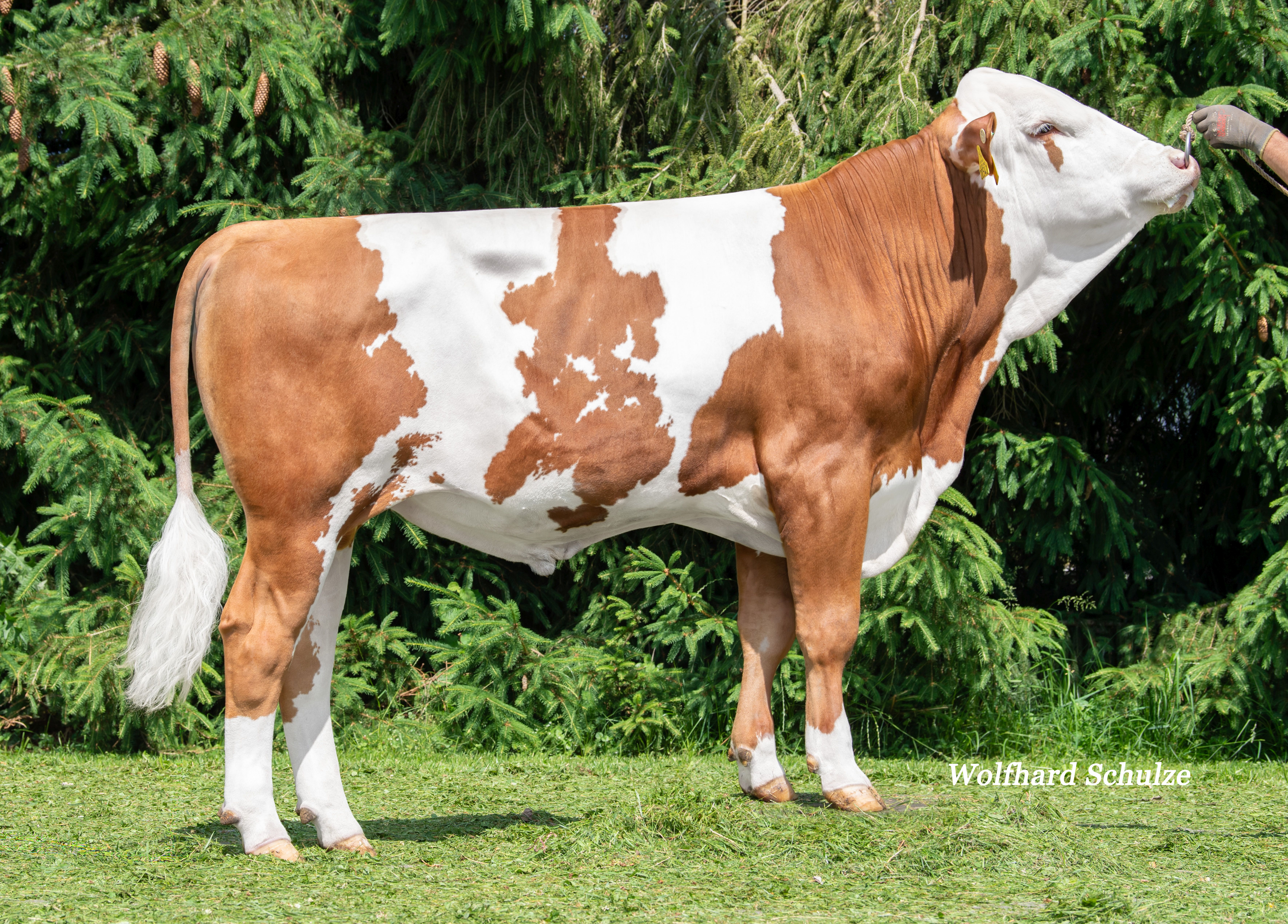 Indexdraai april 2026: hier zijn de stieren 1... 