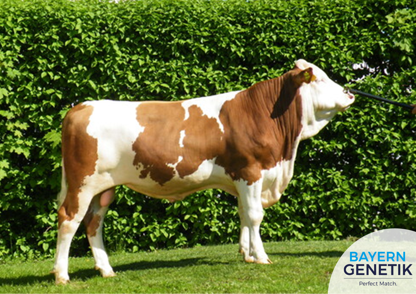 BFG Megafett PP nu ook gesekst beschikbaar