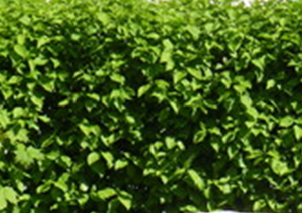 BFG Megafett PP nu ook gesekst beschikbaar