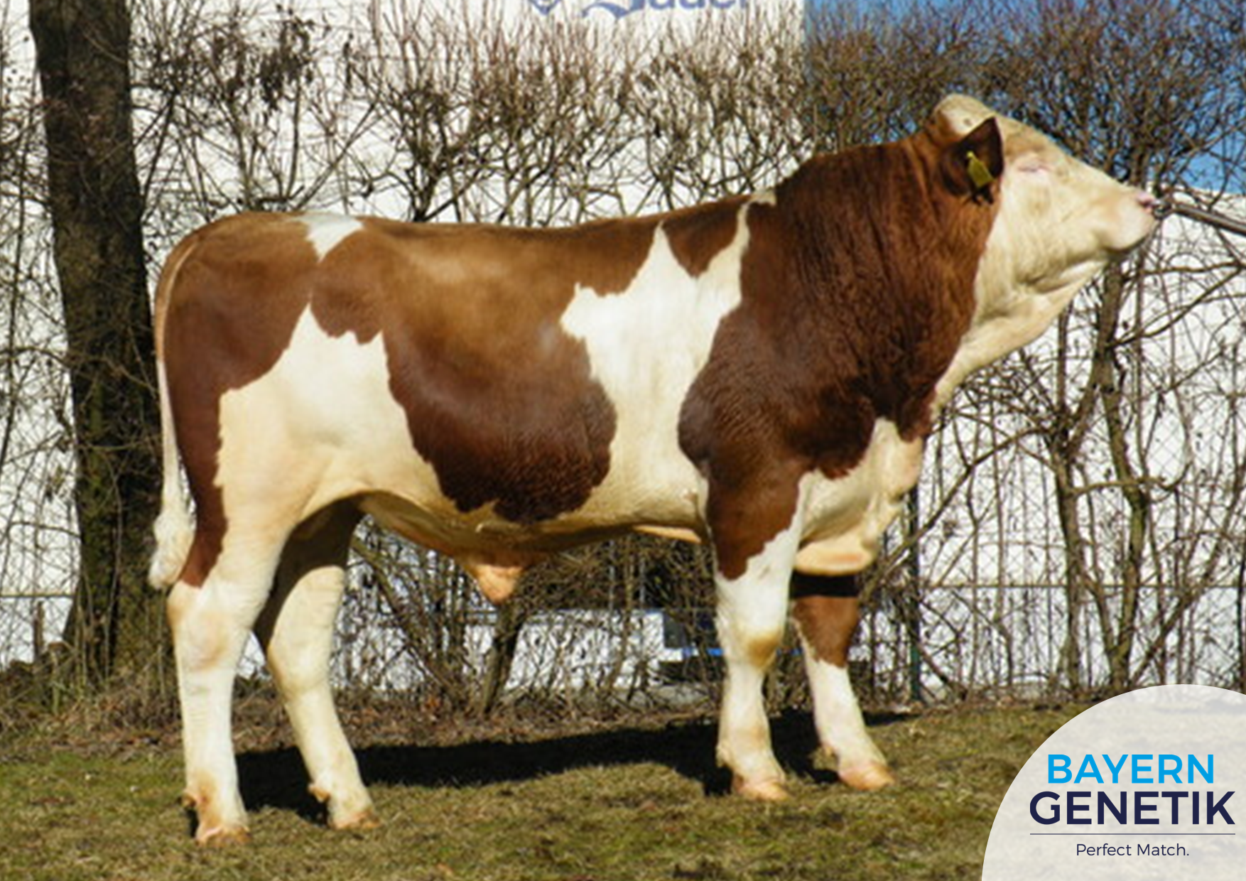 BFG Mercigut Pp dochters zorgen voor knallende cijfers!