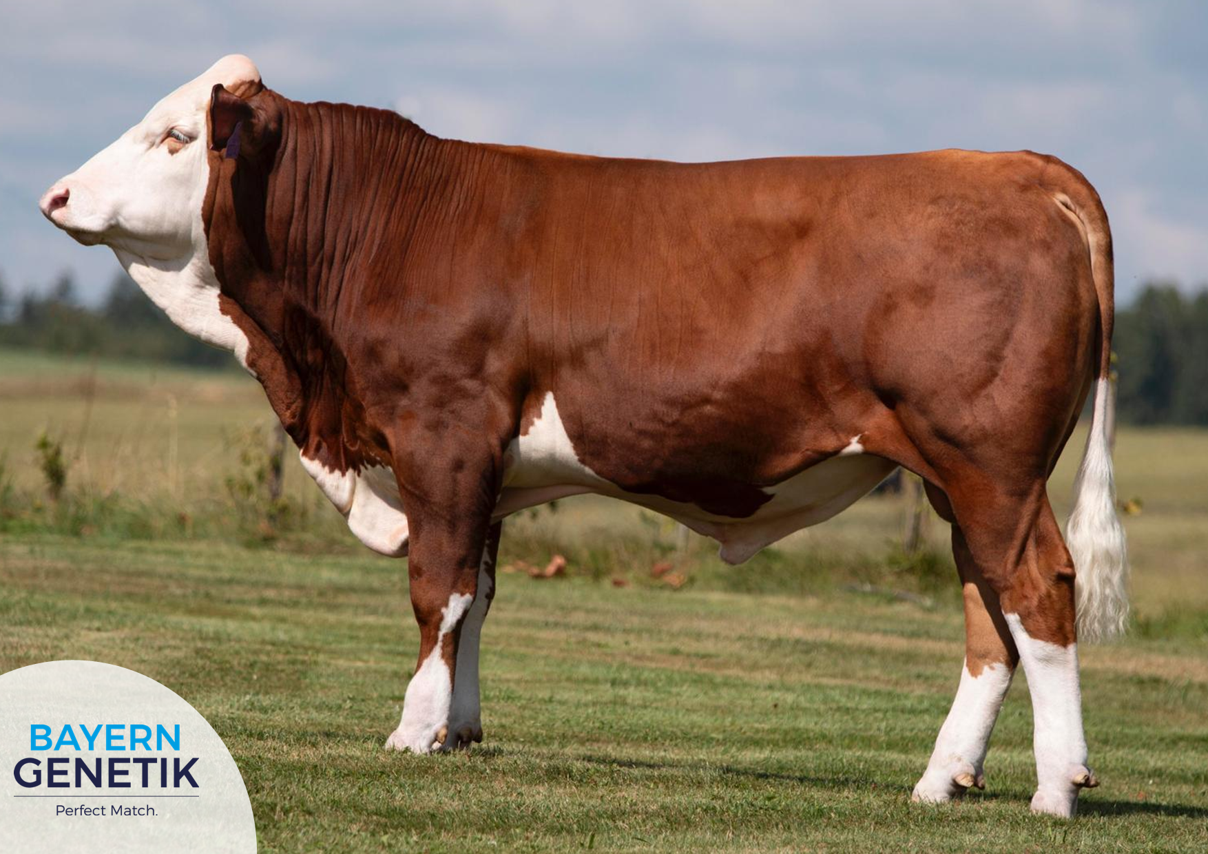 Nieuw in Nederland: BFG MOBY Pp – de complete Fleckvieh stier!