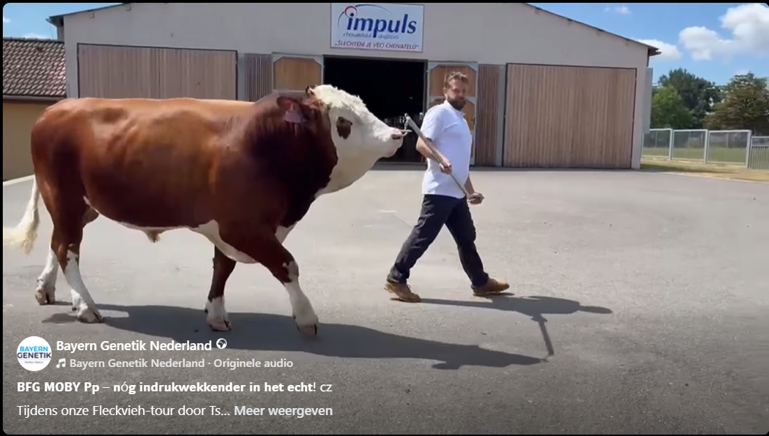 BFG Moby Pp - een stier die je gezien móét hebben!