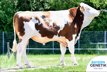 Nieuwe stieren december 2025