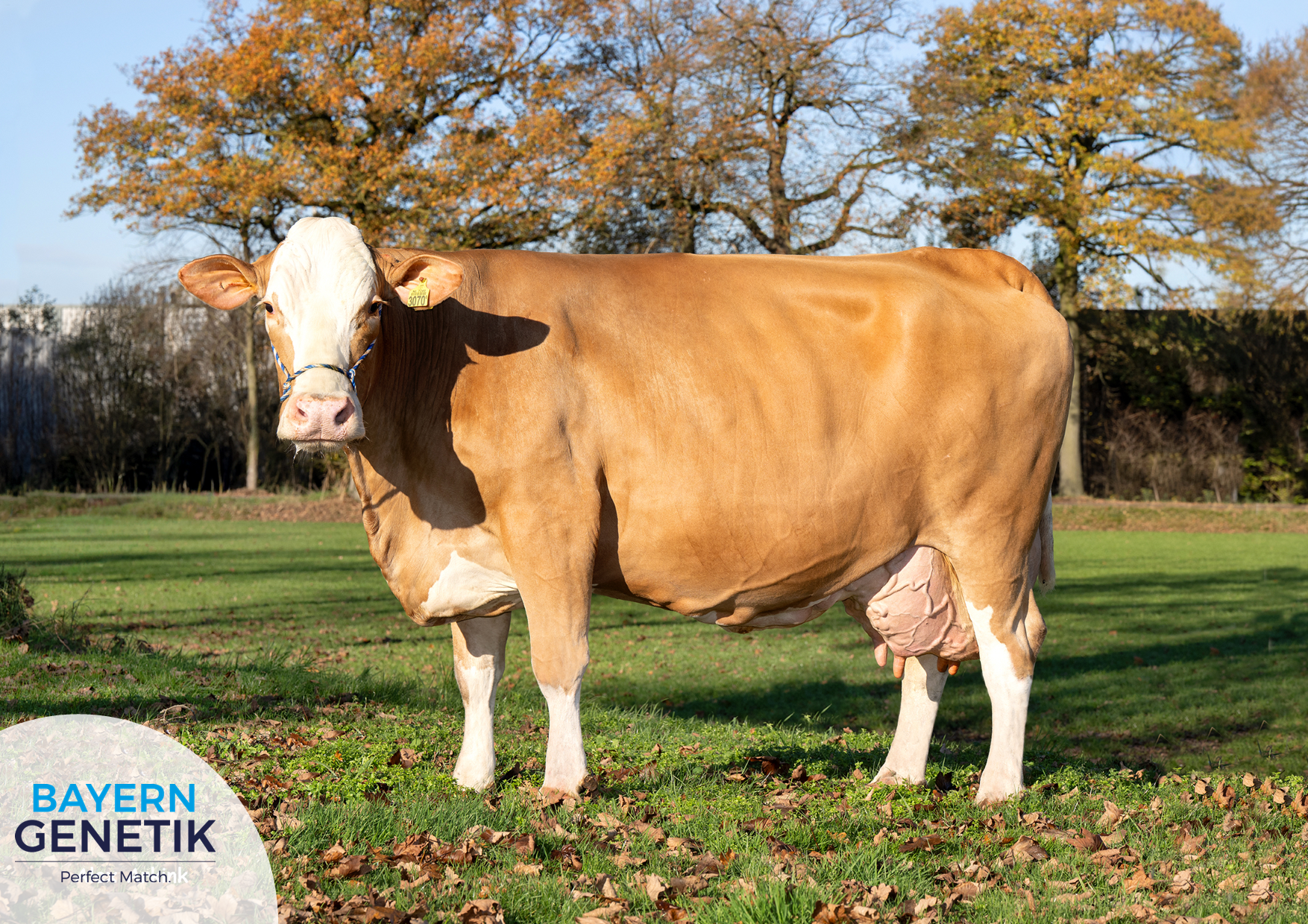 Nicki 48: het gezicht van de nieuwe Fleckvieh wereld