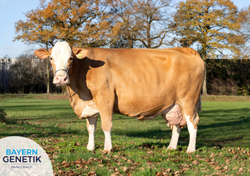 Nicki 48: het gezicht van de nieuwe Fleckvieh wereld