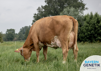 Daarom paringsadvies van Bayern Genetik