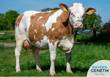 "Fleckvieh is de complete koe die zorgt voor een goed verdienmodel ook als de melkprijs laag is"