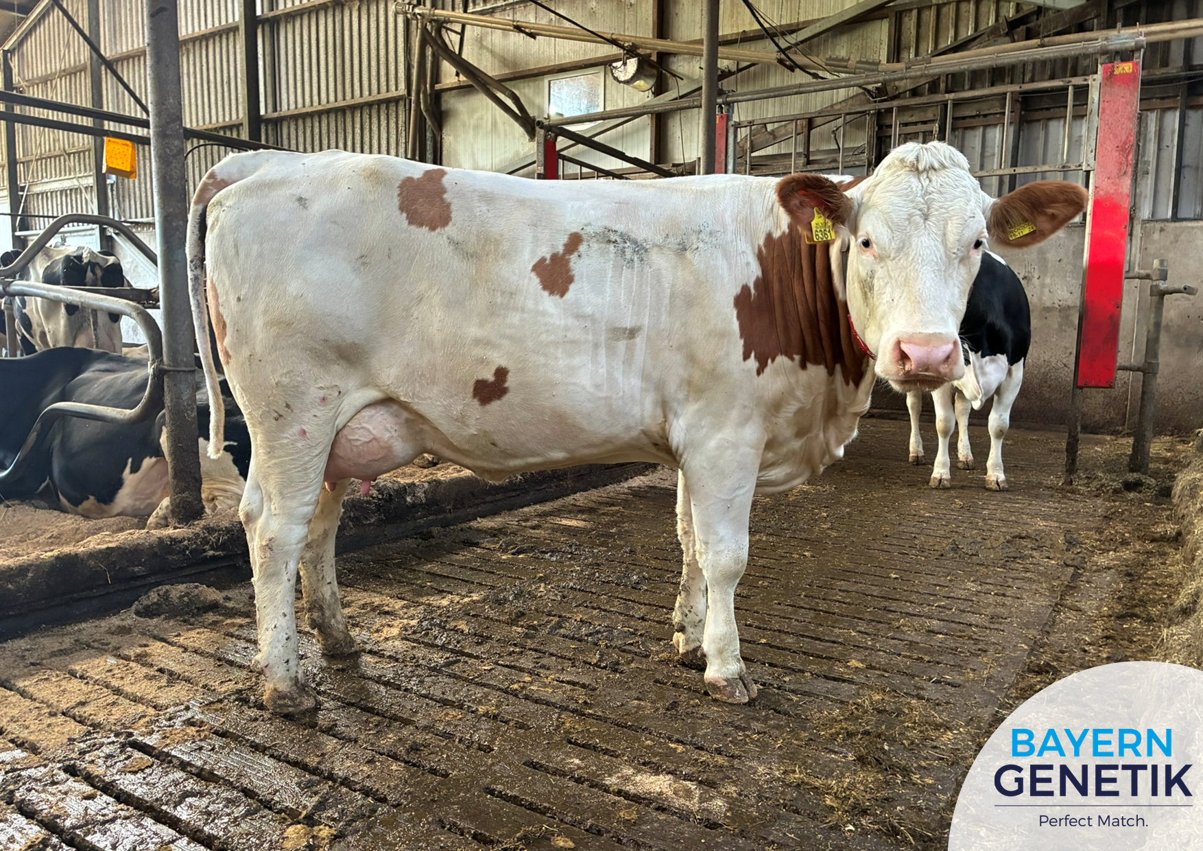 Een verhaal om trots op te zijn, van kalf tot koe!