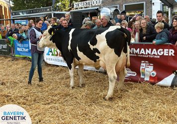 Fleckvieh tussen de Holsteins!