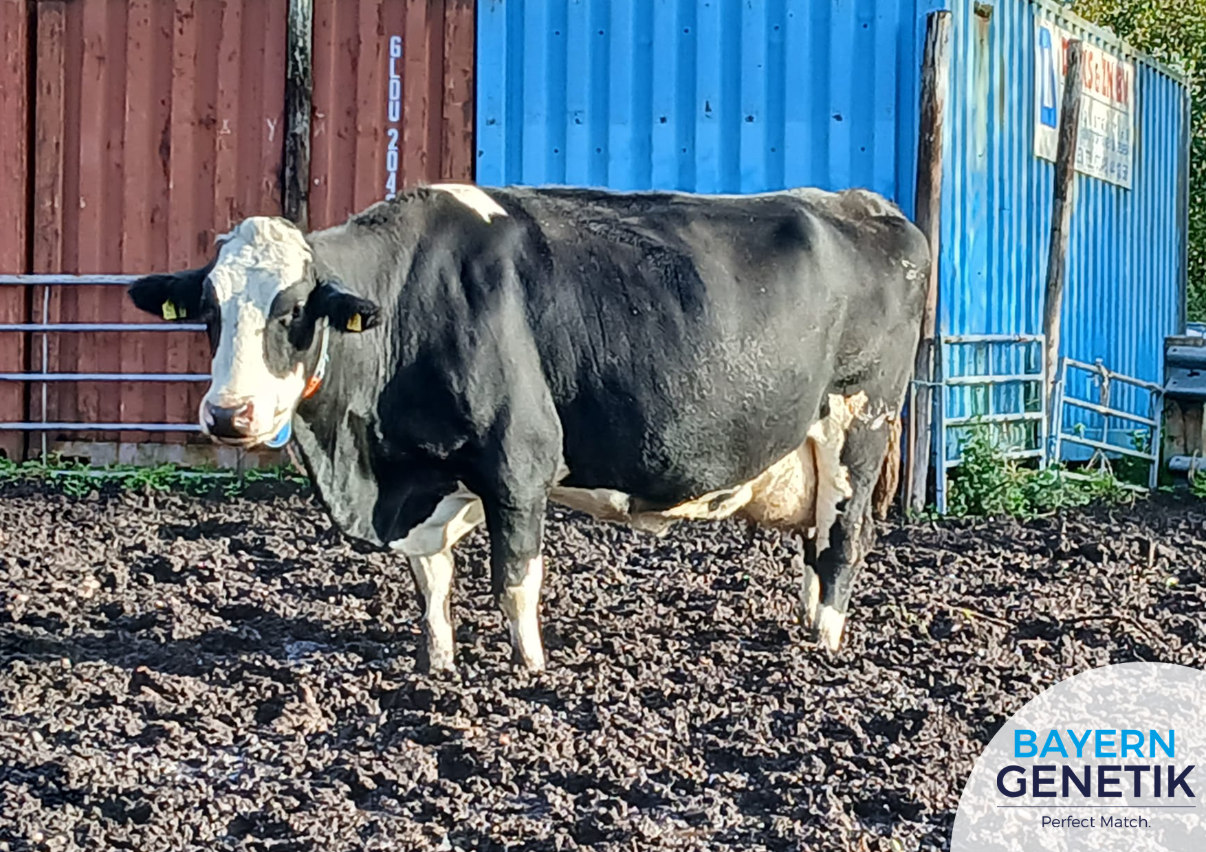 'Een bak van een koe met over de 4% eiwit'