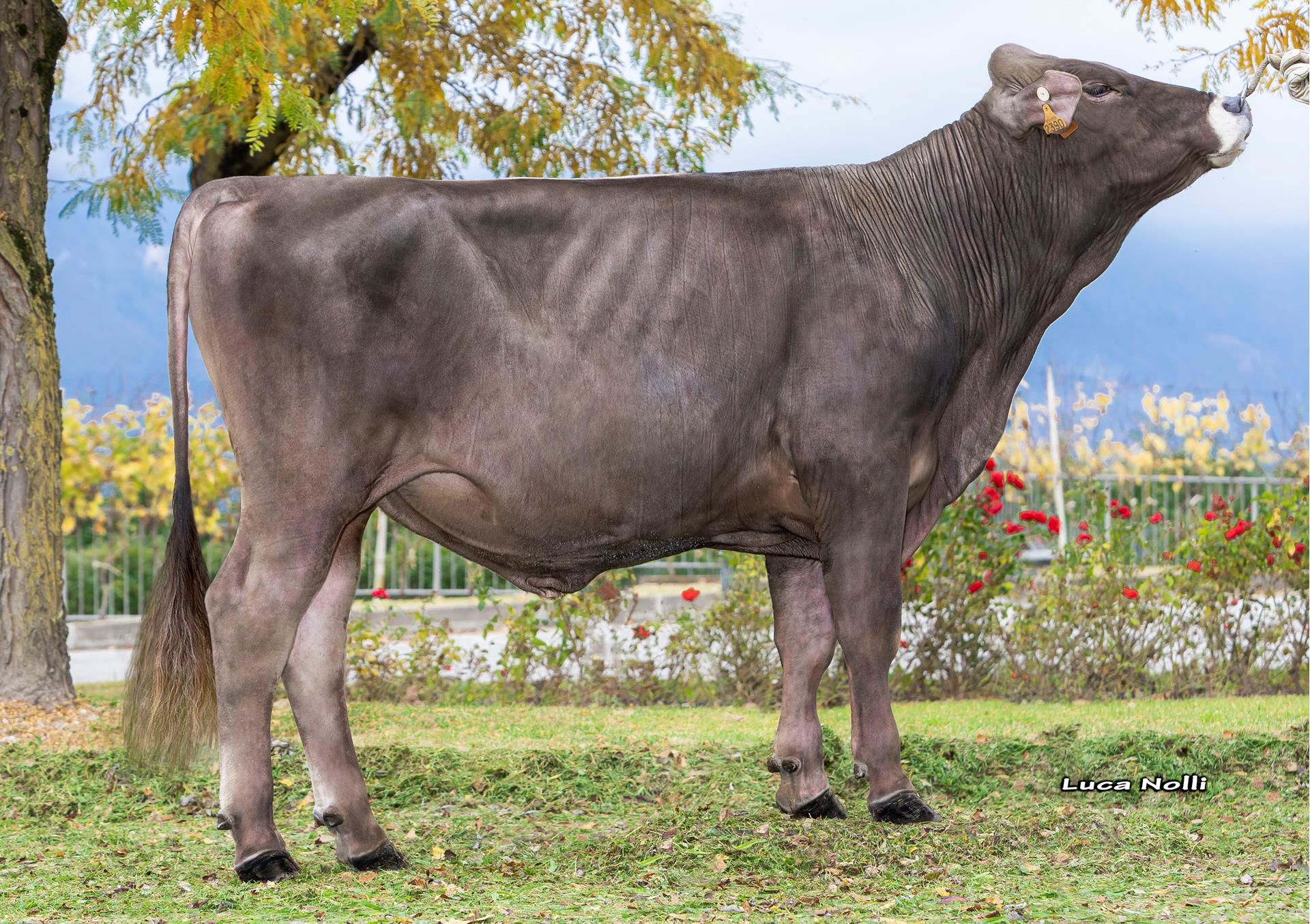 Eerste 100% hoornloze Brown Swiss stier bij Superbrown