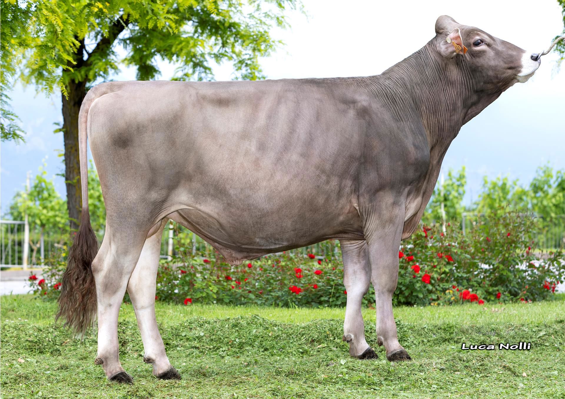 Nieuw Superbrown Colin