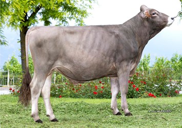 Nieuw Superbrown Colin