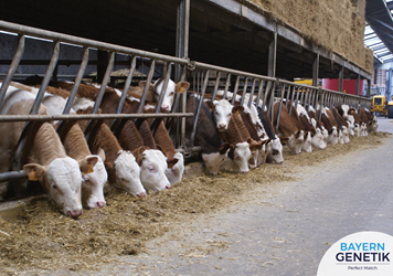 VS laat het zien: meer waarde uit de koe